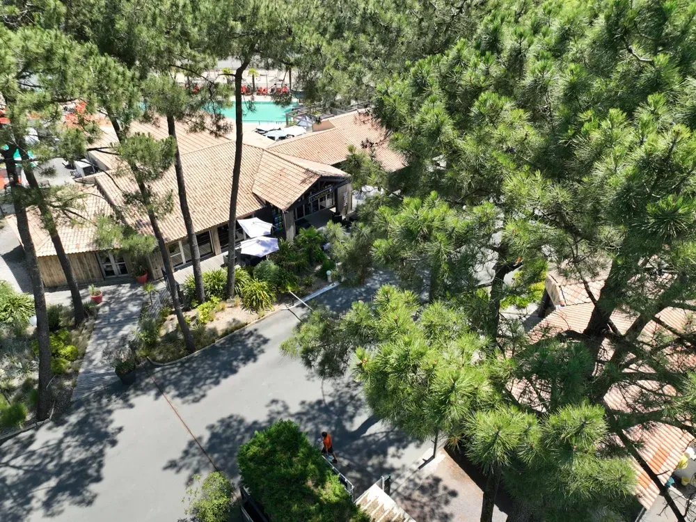 camping sous les pin proche de la mer